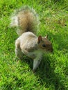 Grey Squirrel