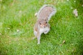 Grey Squirrel Standing on Hind Legs on the grass looking at camera Royalty Free Stock Photo