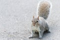 Grey Squirrel Standing on Hind Legs on the a path Royalty Free Stock Photo