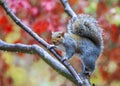 Grey Squirrel Standing on Tree Branch Royalty Free Stock Photo