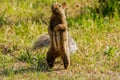 Grey Squirrel standing up sensing danger