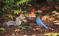 Grey Squirrel and Steller`s Jay Sharing Royalty Free Stock Photo