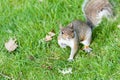 grey squirrel stops on grass looking at the camera Royalty Free Stock Photo