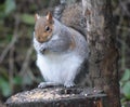 Grey Squirrel stuffing the bird seeds.