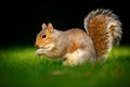 Grey squirrel in sunset Royalty Free Stock Photo