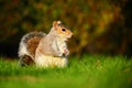 Grey squirrel in sunset Royalty Free Stock Photo