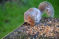 Squirrel eating seeds from a table