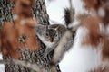 Grey Squirrel In Tree