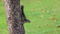 Grey Squirrel On the tree Royalty Free Stock Photo
