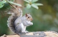 Grey squirrel on a tree branch Royalty Free Stock Photo