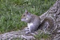 An American grey squirrel nibbling of food. Royalty Free Stock Photo