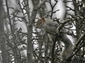 Grey squirrel in a tree Royalty Free Stock Photo