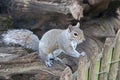 Grey squirrel on a tree trunk Royalty Free Stock Photo