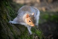 Grey squirrel on a tree trunk in Kelsey Park, Beckenham, Greater London Royalty Free Stock Photo