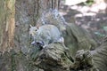 Grey squirrel on a tree trunk Royalty Free Stock Photo