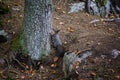 Grey squirrel under the tree.