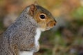 Grey squirrel up close Royalty Free Stock Photo