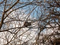 grey squirrel up in tree canopy branches eating Royalty Free Stock Photo