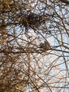 grey squirrel up in tree canopy branches eating Royalty Free Stock Photo