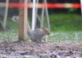 Grey squirrel watching the camera Royalty Free Stock Photo