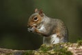 A Grey Squirrel (Sciurus carolinensis) eating an acorn. Royalty Free Stock Photo