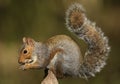 Grey Squirrel (Sciurus carolinensis) eating nuts. Royalty Free Stock Photo