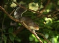 Grey Squirrell