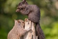 Grey Squirrels occupying a fence post