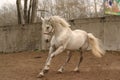 Grey stallion on the move Royalty Free Stock Photo
