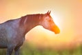 Stallion portrait at sunrise Royalty Free Stock Photo