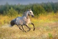 Grey stallion run Royalty Free Stock Photo