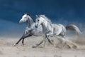 Grey stallions run Royalty Free Stock Photo