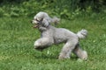 Grey Standard Poodle, Dog running on Grass