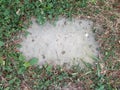 Grey stepping stone in green grass or lawn