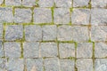 Grey stone background from old square paver bricks and green grass between them for designs Royalty Free Stock Photo