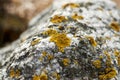 Stone covered by yellow lichen Royalty Free Stock Photo