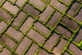 Grey stone footpath with green moss, close up image