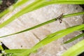 Grey stone, grass and insect. Stone texture background. Natural texture wallpaper. Flowerbed in the garden top view backdrop Royalty Free Stock Photo