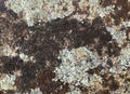 Grey stone with green and brown moss, background texture, moist. Colordul lichen on a stone Royalty Free Stock Photo