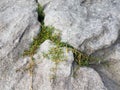 Grey stone or rock with plant with green leaves in cracks at beach Royalty Free Stock Photo