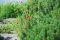 Grey stone staircase among young coniferous bushes and wild red poppy flowers in the park