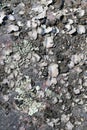 Grey Stone Surface Covered with Lichens and Moss Royalty Free Stock Photo