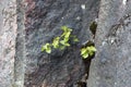 Grey Stone Surface with a Persistent Little Green Plant Growing on It