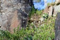 Grey Stone Surface with a Persistent Little Green Plant Growing on It