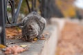 Grey stray cat eating food outdoors in park of Odessa Royalty Free Stock Photo