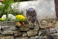 Grey stray cat hunting ready to jump