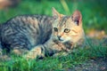 little tabby kitten lying on the grass Royalty Free Stock Photo