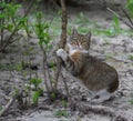 Grey street cat sharpening his claws