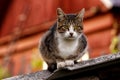 A grey striped cat with green eyes sitting on the edge of a small barn roof Royalty Free Stock Photo