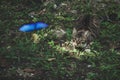 Grey striped cat in a lawn looking to and hunting a blue butterfly Royalty Free Stock Photo